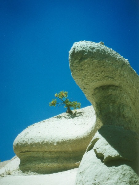 goreme_bonsai.jpg